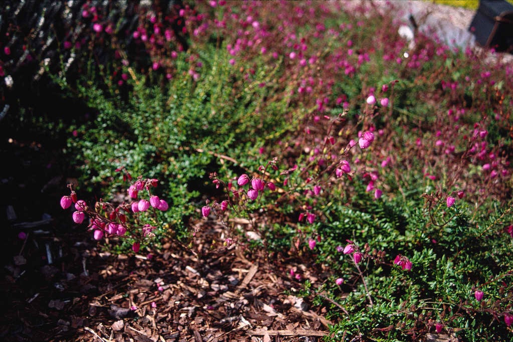 Irish heath 'William Buchanan'