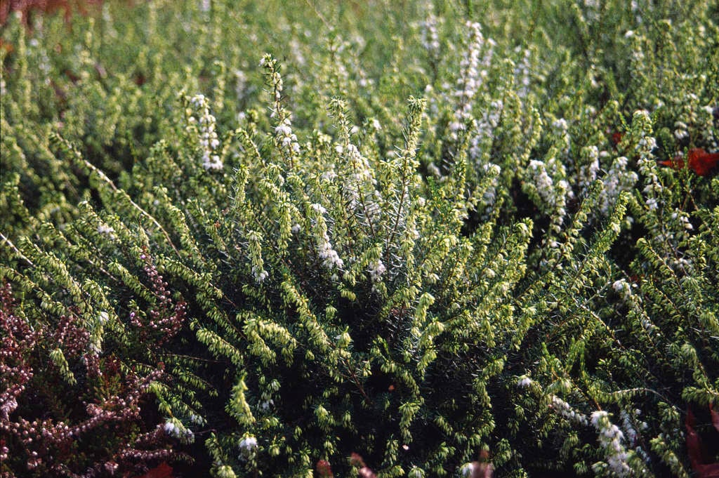 heather 'White Perfection'
