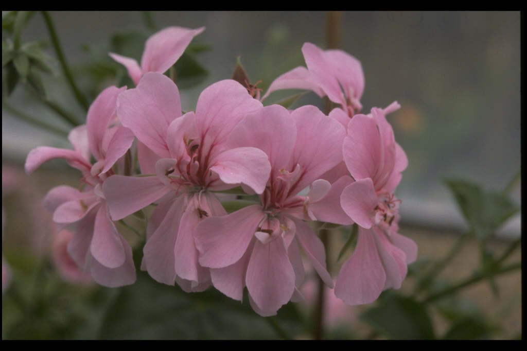 geranium 'Madame Crousse'