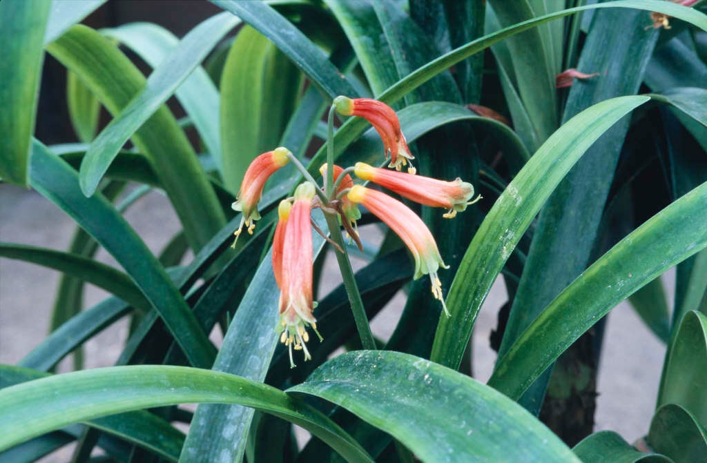 green-tip forest lily