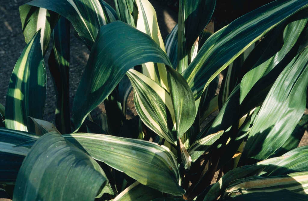 variegated bar-room plant