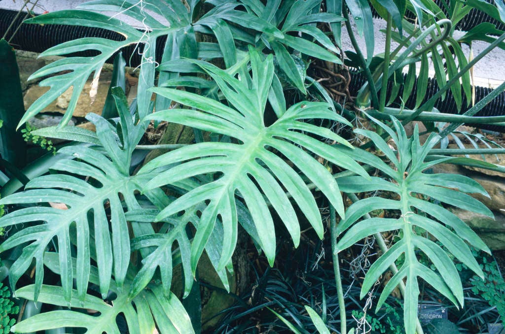 cut-leaved philodendron