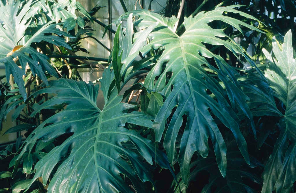 horsehead philodendron