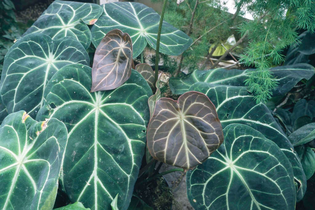 crystal anthurium