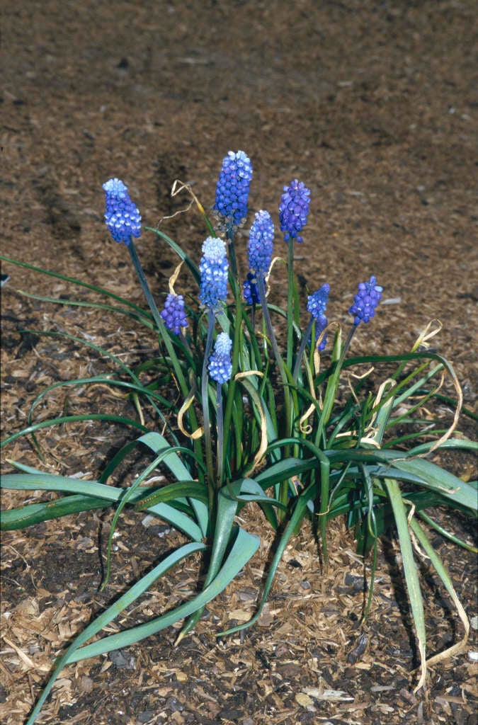 Aucher-Eloy grape hyacinth