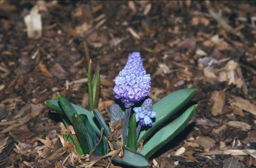 azure grape hyacinth