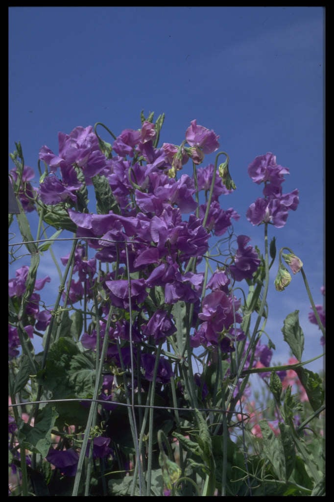 sweet pea 'Noel Sutton'
