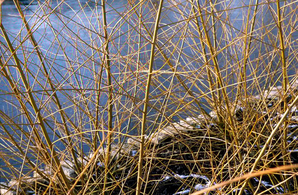 golden willow