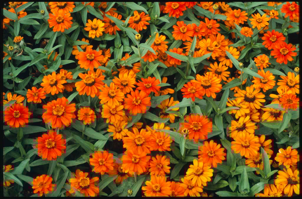 zinnia 'Profusion Orange'