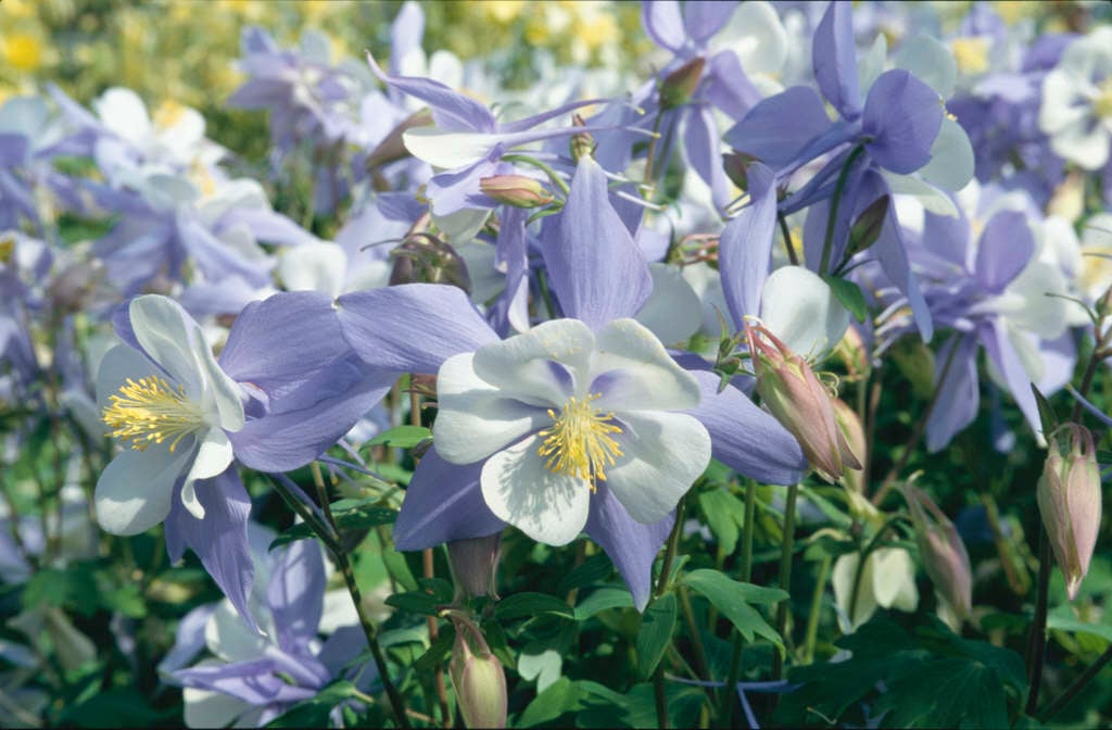 columbine 'Bluebird'