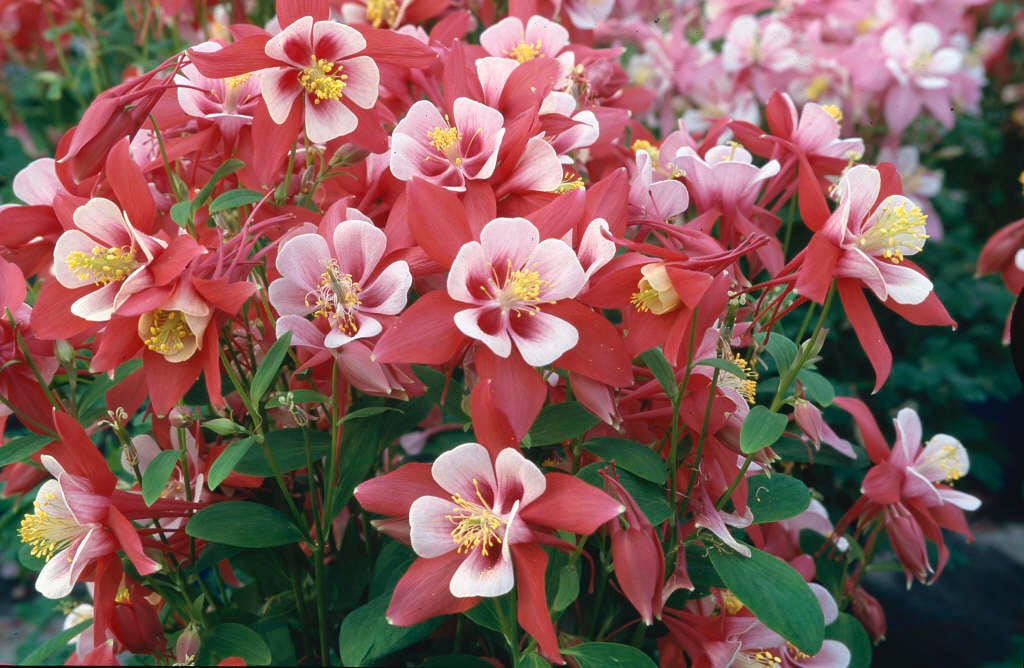 columbine 'Origami Red and White'