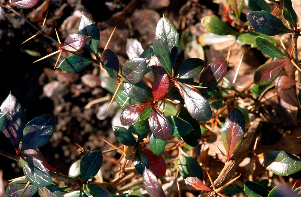 barberry 'Red Jewel'