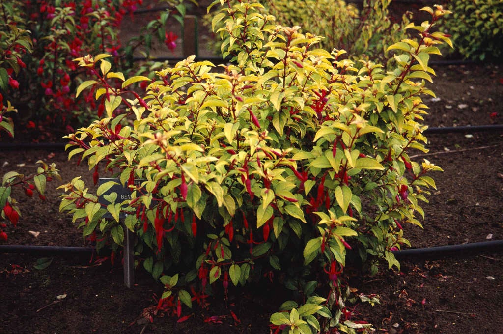 fuchsia 'Genii'
