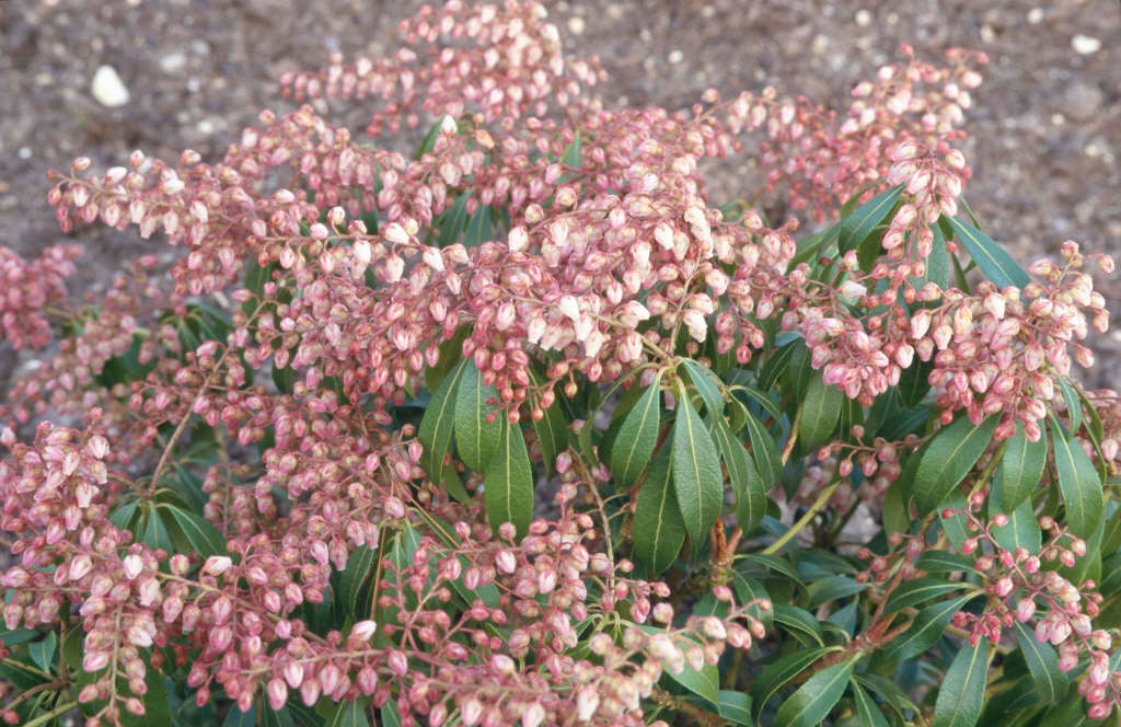 pieris 'Blush'