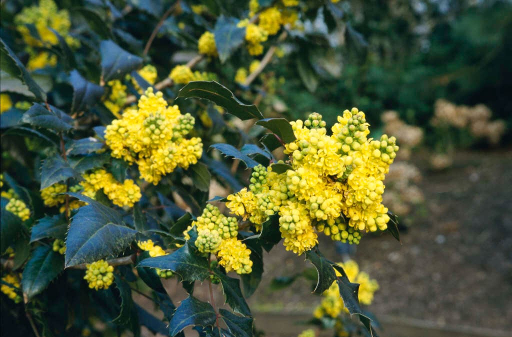 Oregon grape 'Pinnacle'