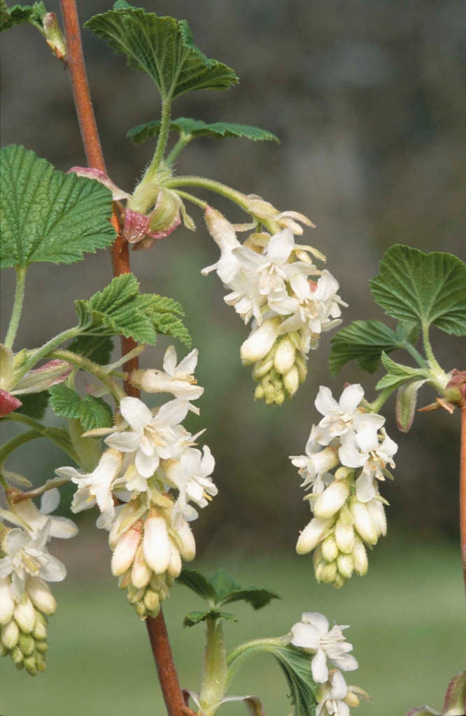 flowering currant [White Icicle]