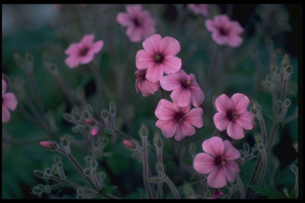 giant herb robert