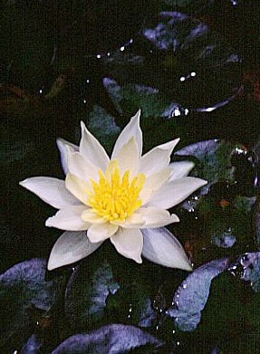 waterlily 'Pygmaea Helvola'