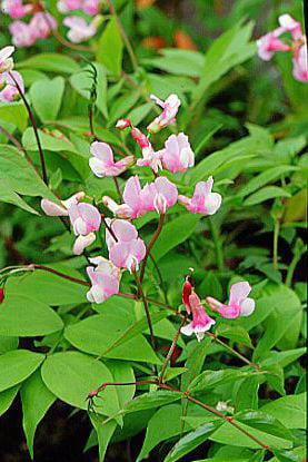 spring pea 'Alboroseus'