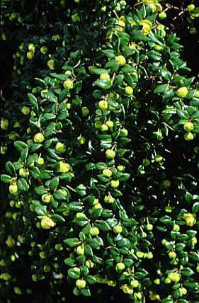 warted barberry