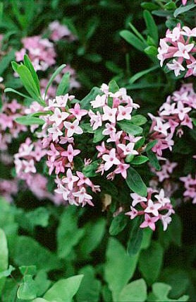 Burkwood daphne 'Somerset'