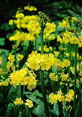 candelabra primrose