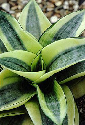 mother-in-law's tongue 'Golden Hahnii'