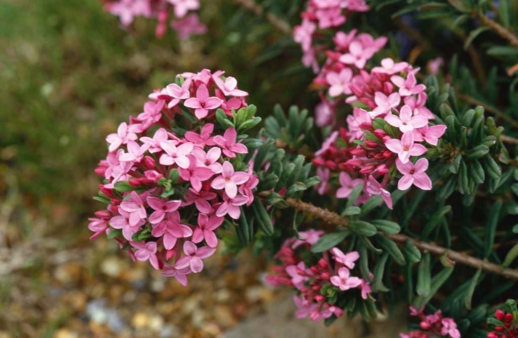 garland flower 'Eximia'