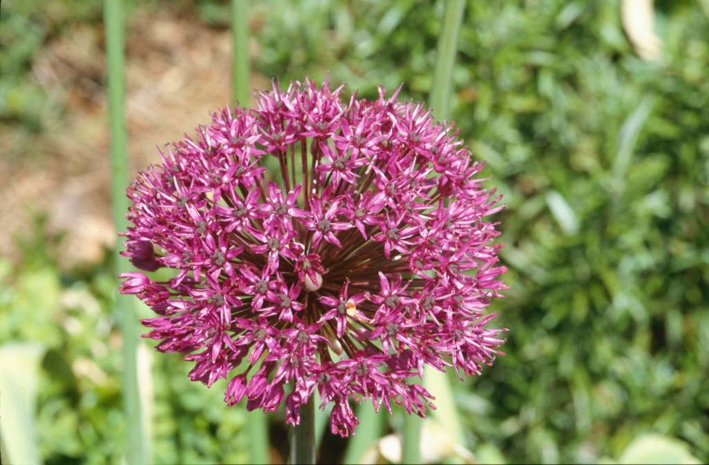 Dutch garlic 'Purple Sensation'
