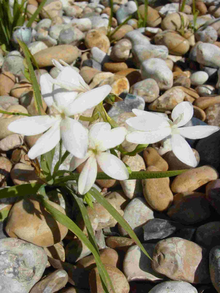white flowering grass
