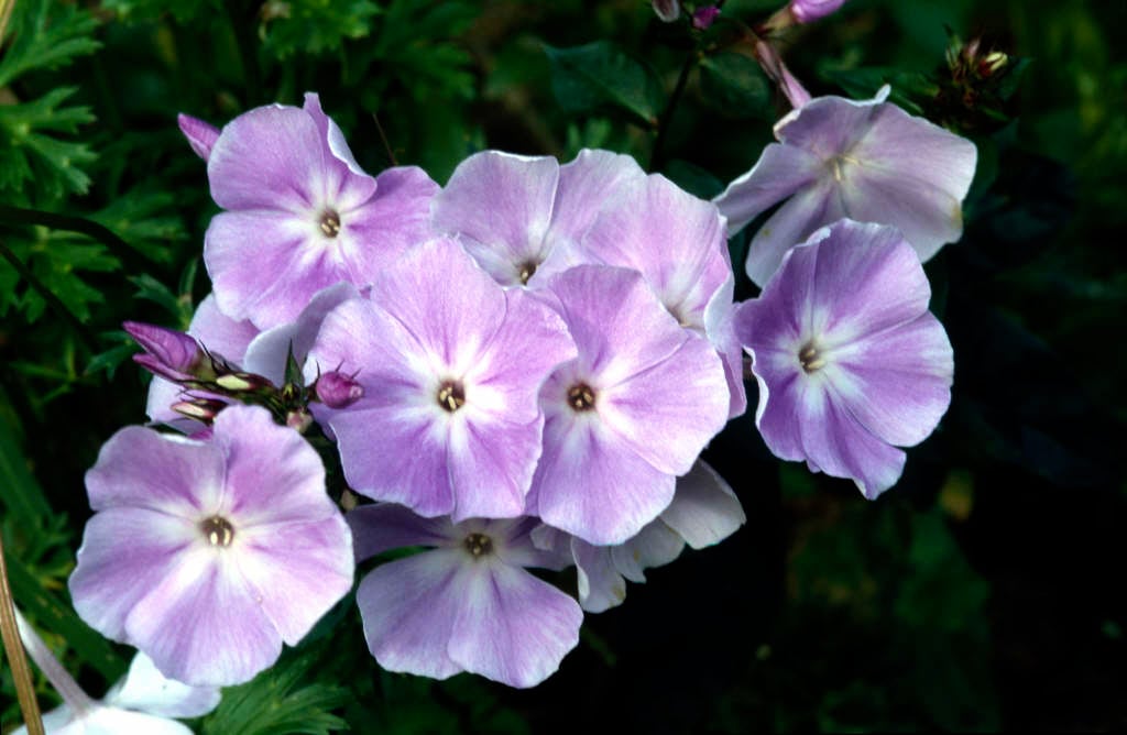 perennial phlox 'Prospero'