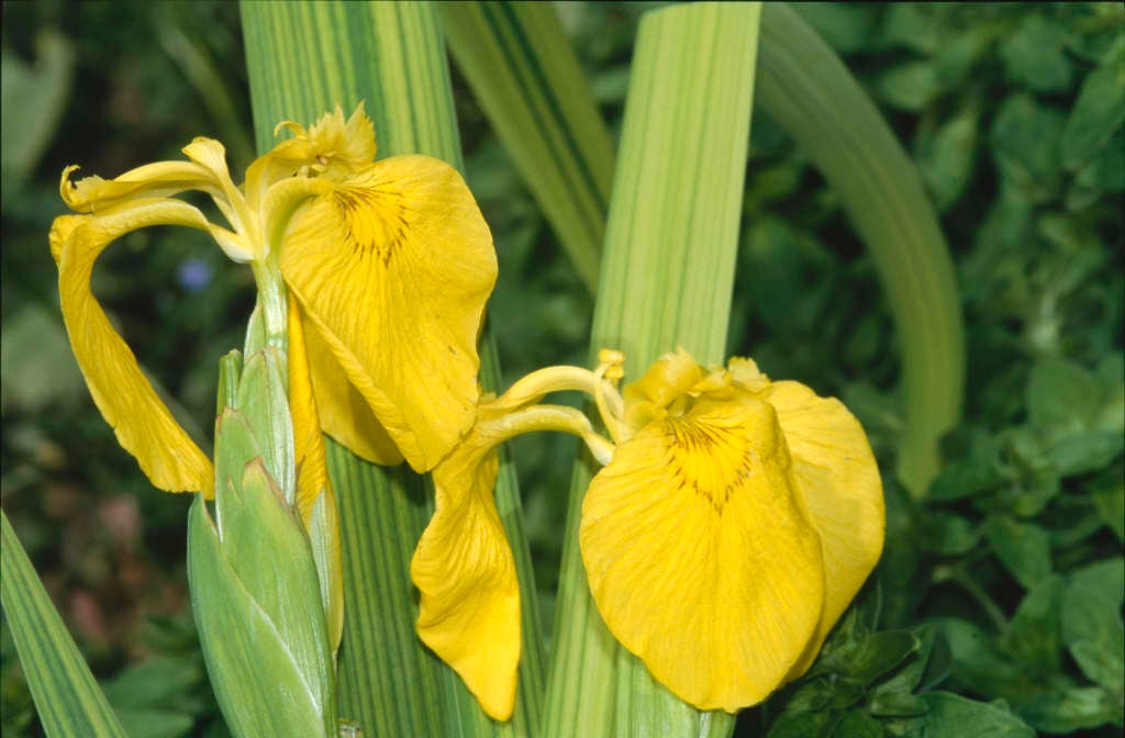 yellow flag 'Variegata'