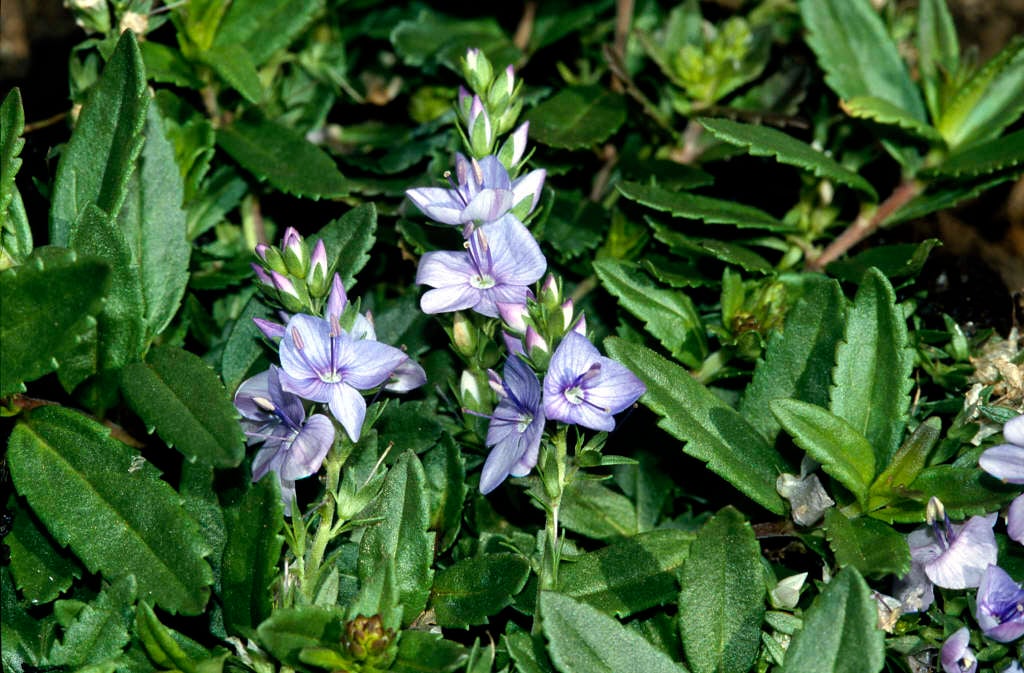 prostrate speedwell 'Spode Blue'