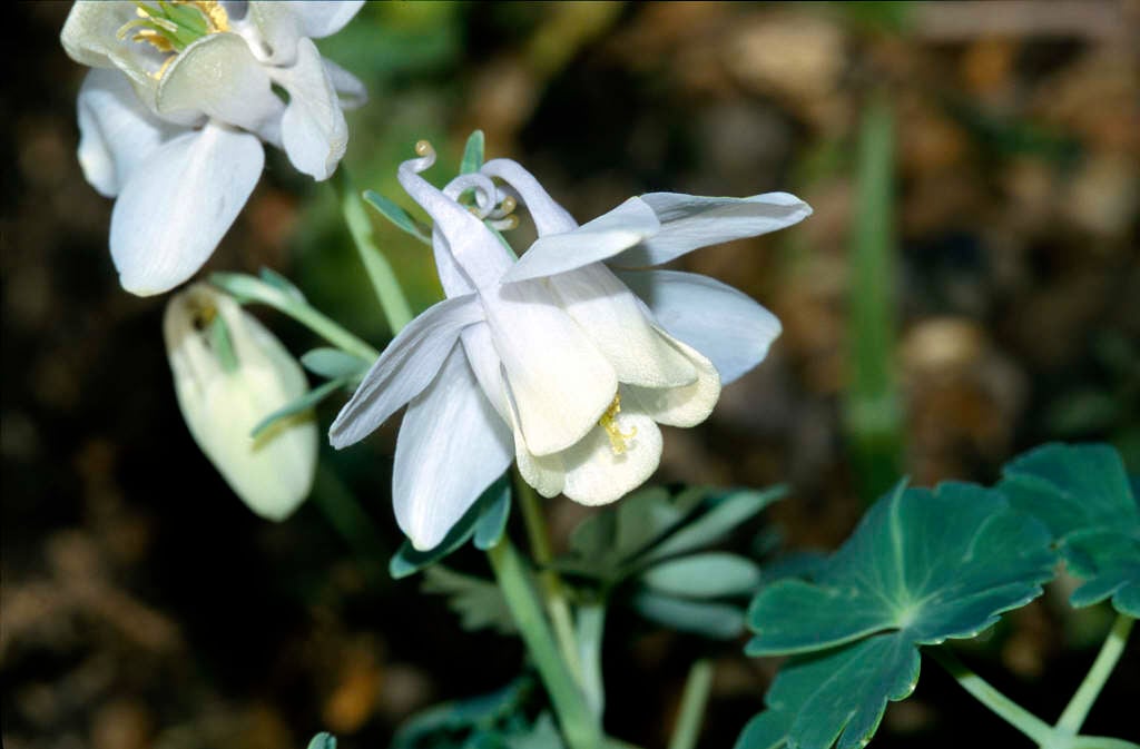 dwarf white fan-leaved columbine