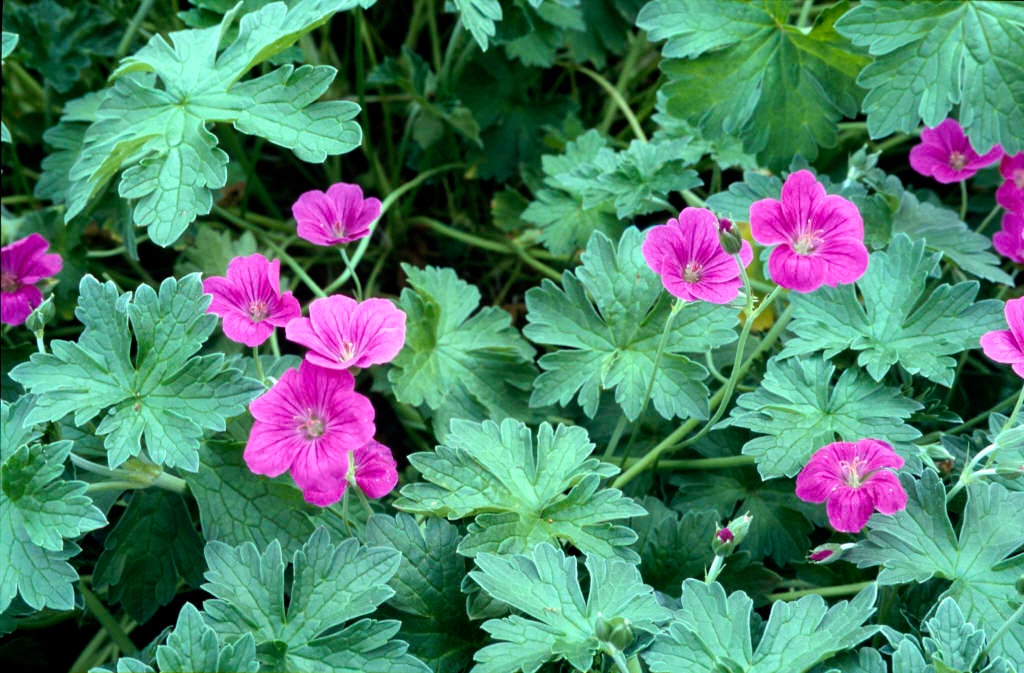 geranium 'Russell Prichard'