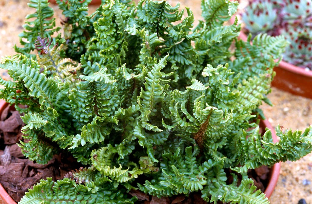 scaly male fern 'Crispa Gracilis'
