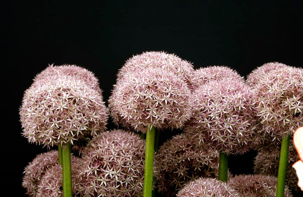 allium 'Beau Regard'