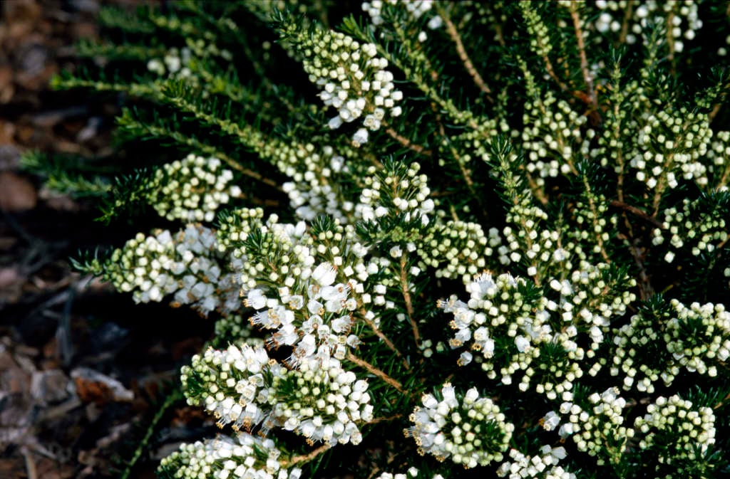 Cornish heath 'Kevernensis Alba'