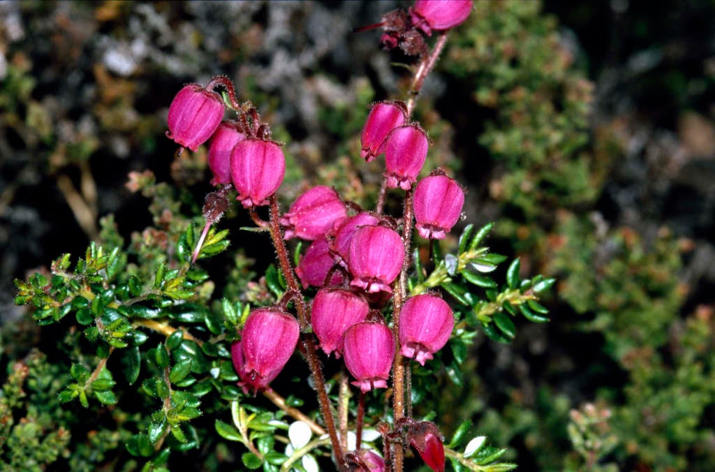 daboecia 'Jack Drake'