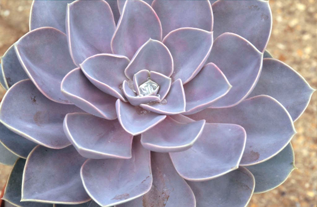 echeveria 'Perle von Nürnberg'