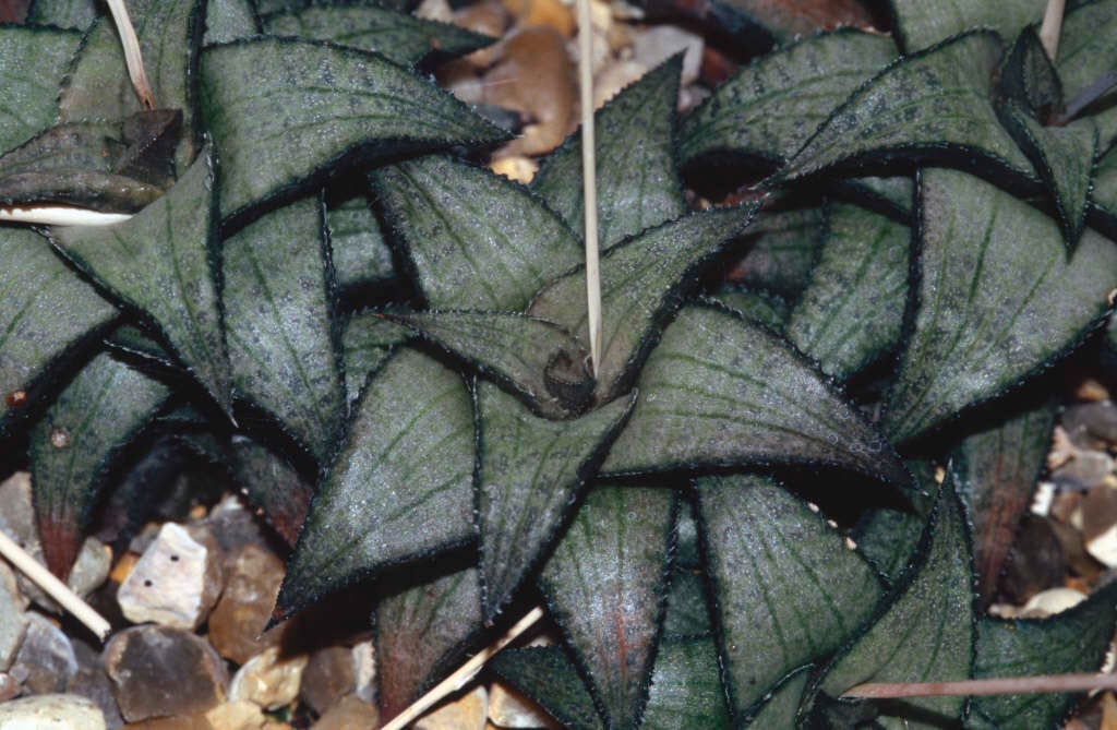 veined haworthia