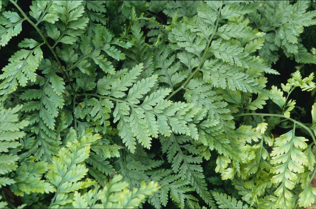 squirrel's foot fern