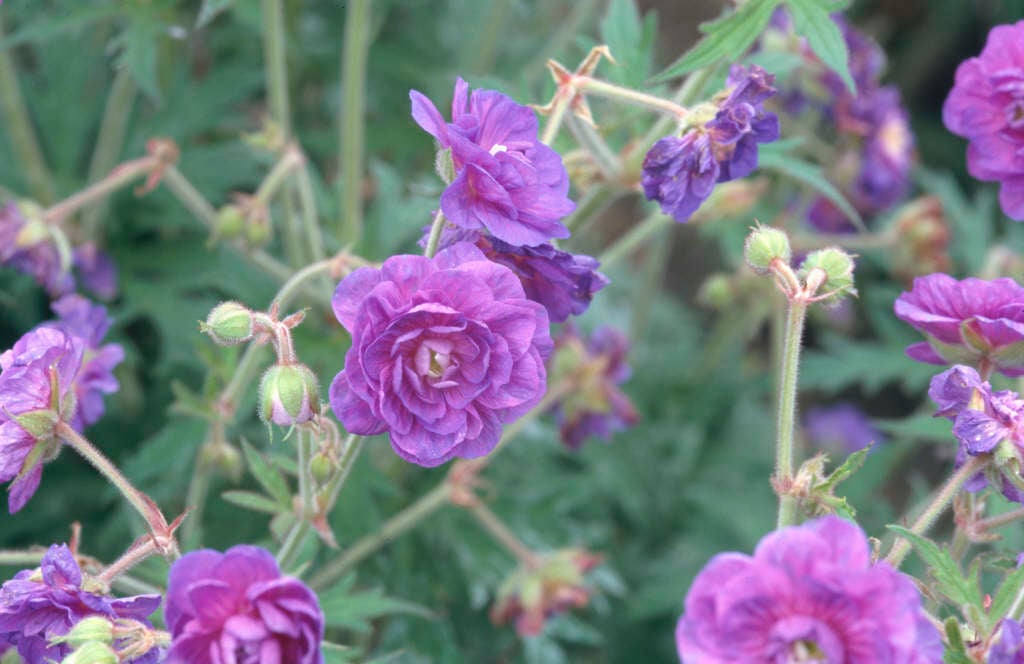 meadow cranesbill 'Plenum Violaceum'