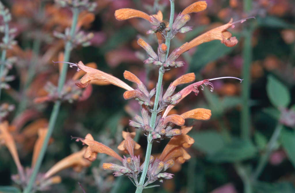 giant hyssop 'Firebird'