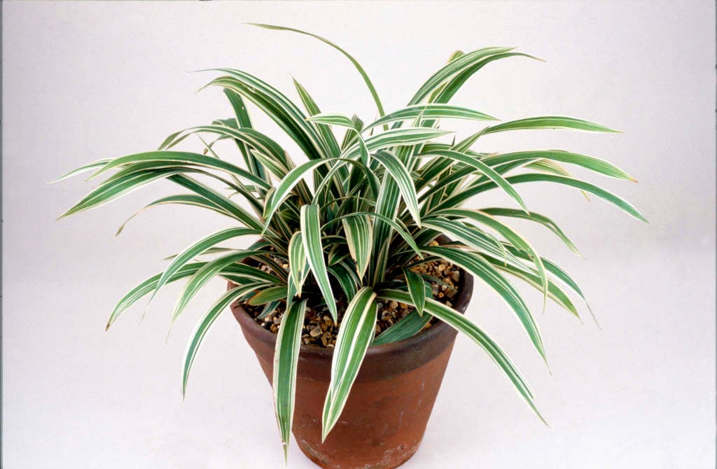 variegated creeping broad-leaved sedge