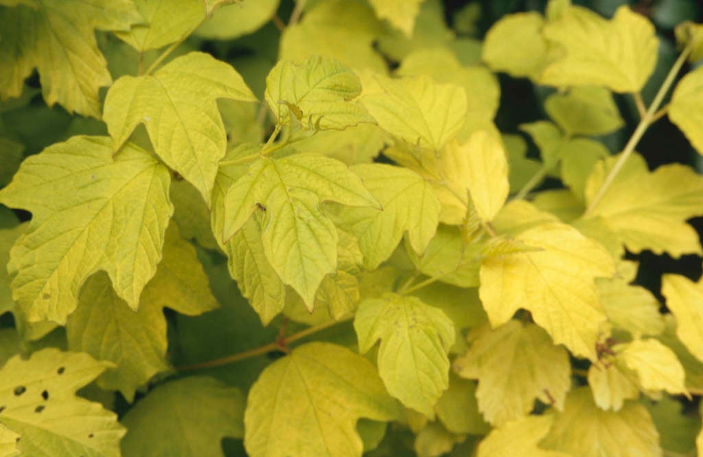 guelder rose 'Aureum'