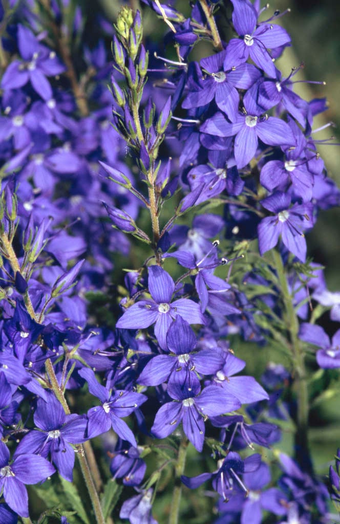 saw-leaved speedwell 'Crater Lake Blue'