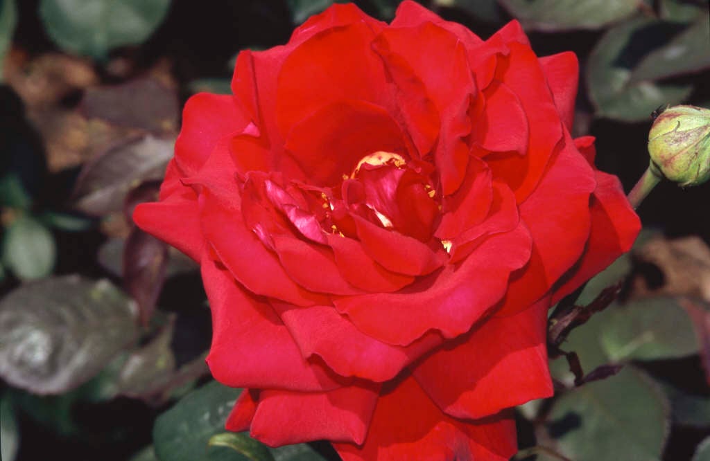 rose [Royal William]