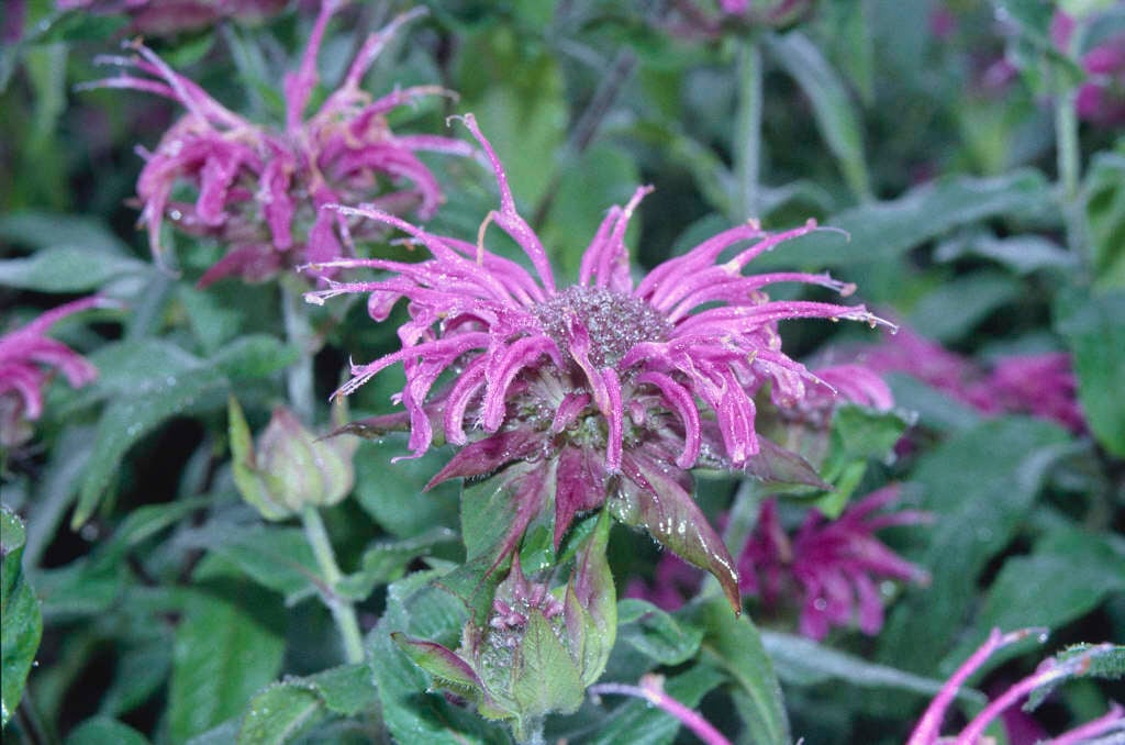 bergamot 'Violet Queen'