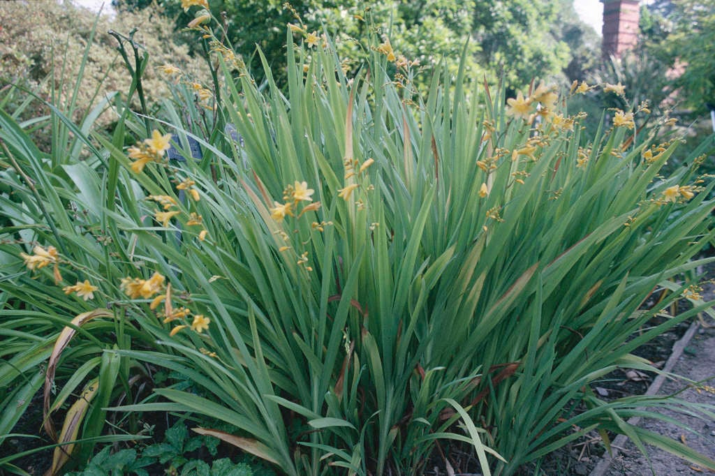 montbretia 'Honey Angels'